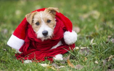 Santa şapka ve kırmızı eşarp şirin mutlu evcil köpek yavrusu