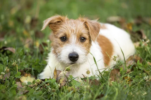 かわいい幸せなジャック ラッセル ペット犬子犬待ち草の中 — ストック写真