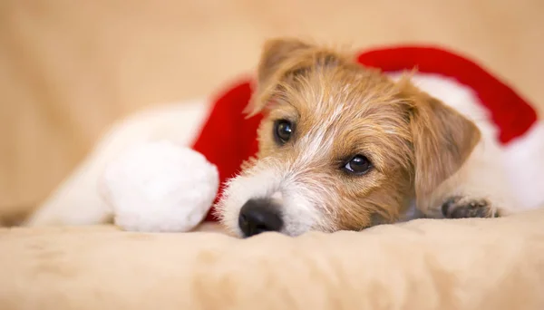 Новогодний Щенок Собаки Шапкой Санта Клауса Поздравительная Открытка Идея Веб — стоковое фото