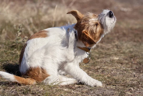 Şirin tüylü evcil köpek köpek çimenlerde tırmalamak