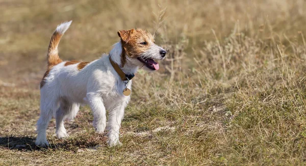 Happy Jack Russell Terrier Mascota Perro Cachorro Caminando Hierba Banner — Foto de Stock