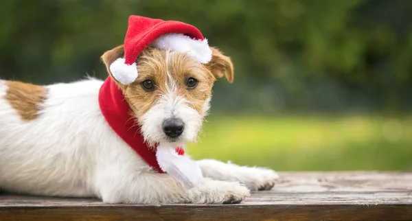 Lindo Cachorro Perro Navidad Con Sombrero Santa Claus Tarjeta Felicitación — Foto de Stock