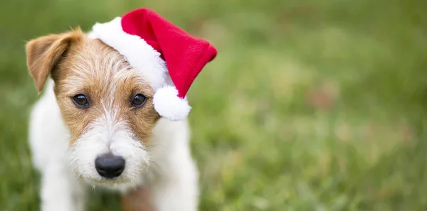 Boże Narodzenie Szczęśliwy Pies Szczenię Santa Claus Kapelusz Kartkę Życzeniami — Zdjęcie stockowe