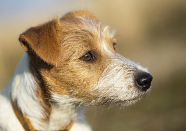 Yakın çekim Başkanı bir güzel şirin jack russell evcil köpek yavrusu 