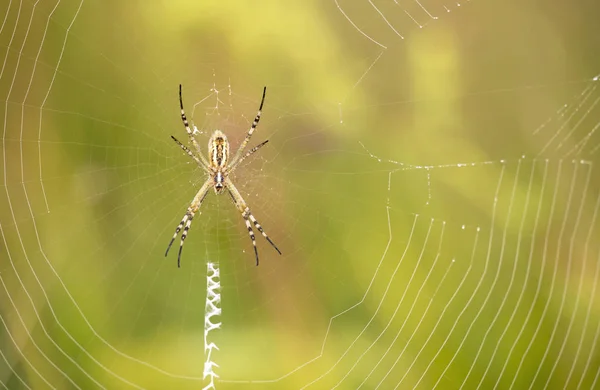 Yaz Aylarında Doğa Web Üzerinde Oturan Örümcek — Stok fotoğraf