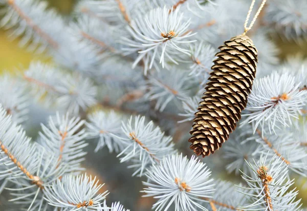 Branche Arbre Noël Bleu Avec Cône Pin Décoration Idée Carte — Photo