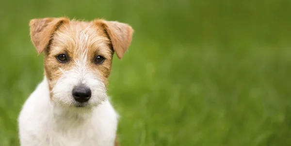 Web banner of a happy cute jack russell terrier pet dog puppy