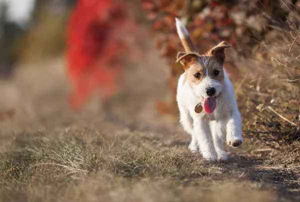 Feliz Brincalhão Jack Russell Cachorro Cão Estimação Andando Grama — Fotografia de Stock