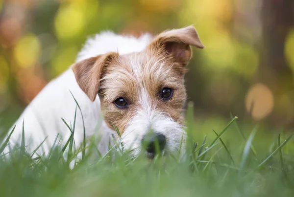 Grappige Witte Jack Russell Huisdier Hond Pup Zitten Het Gras — Stockfoto