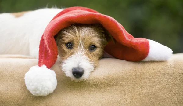 Lindo Cachorro Perro Mascota Regalo Navidad Feliz Con Sombrero Santa — Foto de Stock