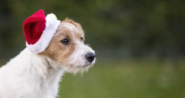 Navidad Feliz Gato Russell Mascota Perro Cachorro Con Santa Claus — Foto de Stock