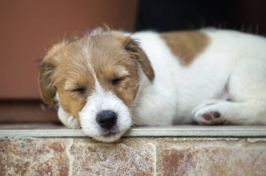 Jack russell köpek köpek yavrusu dinlenme, evde beslenen hayvan bakım kavramı, web afiş fikir