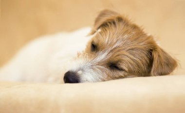Şirin jack Russell tembel evde beslenen hayvan köpek kanepede uyumak