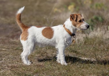 Güzel jack Russell terrier evde beslenen hayvan köpek çimenlerde ayakta köpek yavrusu