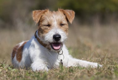 Mutlu jack Russell evde beslenen hayvan köpek çimenlerde gülümseyen köpek yavrusu