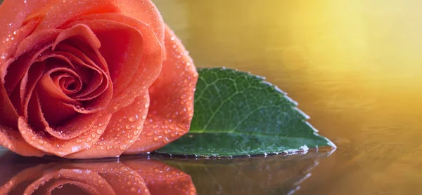 金色の背景 バレンタイン カード Web バナーをコピー スペースに赤いバラの花 — ストック写真