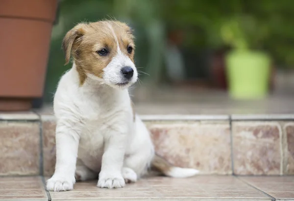 Carino Jack Russell Animale Domestico Cane Cucciolo Seduto Terra — Foto Stock