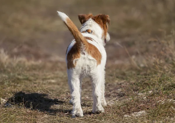 Cola de perro y trasero - pequeño cachorro de mascota caminando en la hierba — Foto de Stock