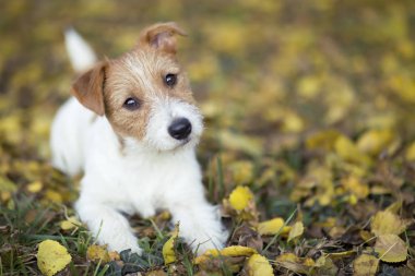 Evde beslenen hayvan eğitim kavramı - şirin mutlu jack russell yavru köpeğe otların arasında seyir