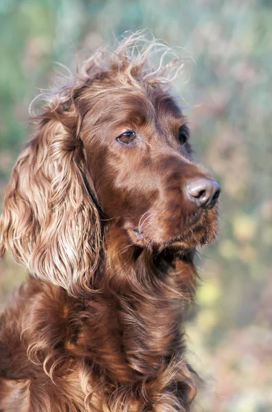 Pet grooming concept - funny furry irish setter dog with long hair