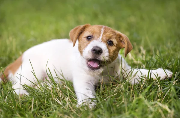草で笑って面白い幸せなペット犬子犬 — ストック写真