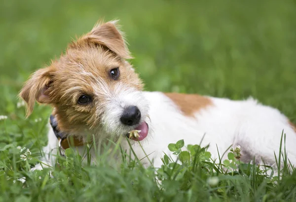 Щасливий Милий Джек Російський Собака Собака Цуценя Посміхається Траві — стокове фото