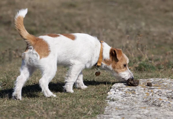 Jack russell köpek çimenlerde koklama