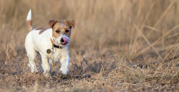 Gezonde Happy Jack Russell Pet Dog Puppy Wandelen Het Gras — Stockfoto