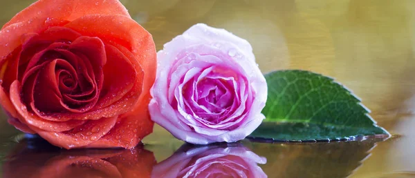 バレンタインのグリーティング カード Web バナー赤とピンクのバラの花を — ストック写真