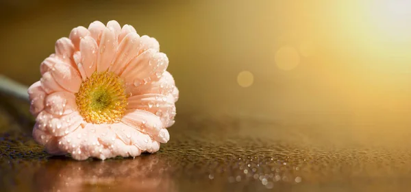 春天前进 春天概念 粉红色的雏菊花 金色的背景 — 图库照片