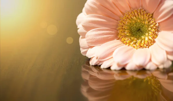 春バナー 金色の背景にピンクのデイジーの花 — ストック写真
