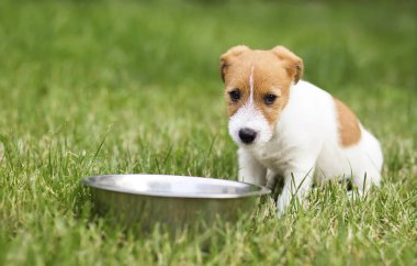 Aç evde beslenen hayvan köpek yavrusu yiyecek için bekliyor