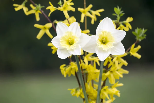 Easter, spring forward, springtime -  bouquet of daffodil flower