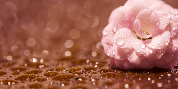 Spring forward, Springtime concept - веб-банер мокрого рожевого флісу — стокове фото