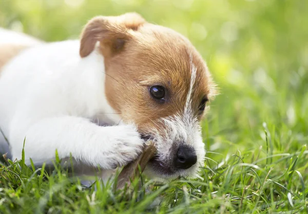 Mutlu köpek köpek yavrusu çiğneme kemik