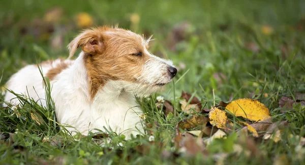 Sevimli tembel evde beslenen hayvan köpek çimenlerde dinlenme — Stok fotoğraf