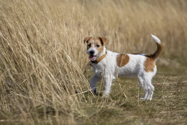 Jack russell huisdier hond staan in het gras — Stockfoto