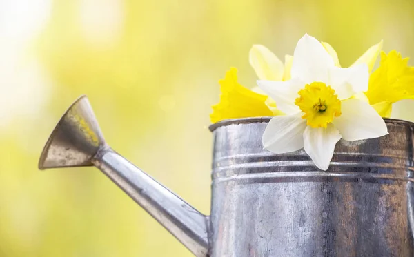 Tavaszi, húsvéti nárcisz virágok egy öntözési lehet, web Banne — Stock Fotó