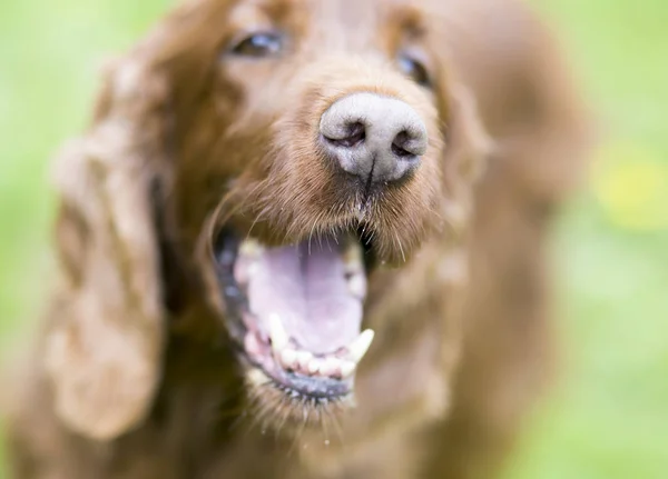 Yakın çekim mutlu bir gülümseyen Pet Köpek yüzü — Stok fotoğraf