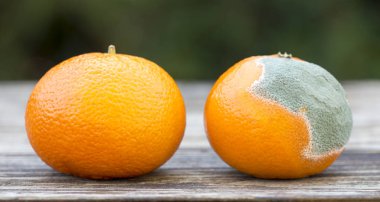 Taze ve küflü turuncu mandalina, Web Banner