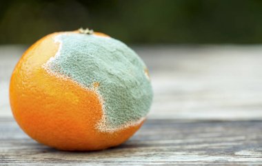 Moldy turuncu, ahşap arka planda Mandarin
