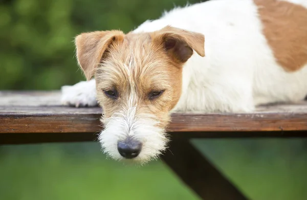 Cute lazy pet dog resting on a bench