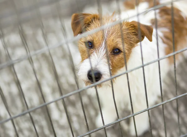 Pet travel, transport. Pute dog puppy looking in the cage. — Stock Photo, Image