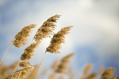 Esen rüzgarda sazlar