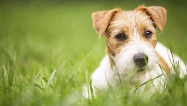 Çim, web afiş yalan olarak mutlu bir evcil köpek yavrusu yüzü 