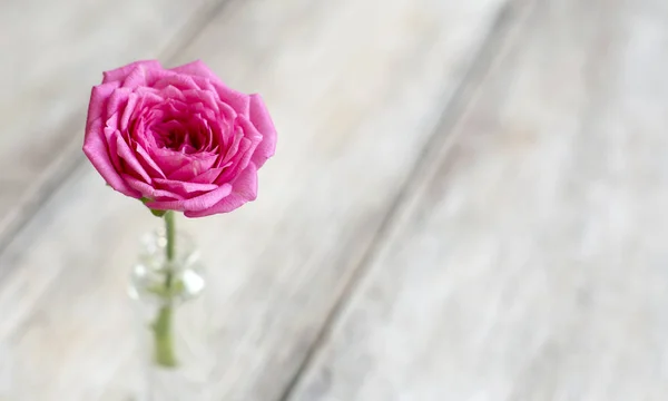 ピンクのバラの花、母の日カードの背景 — ストック写真
