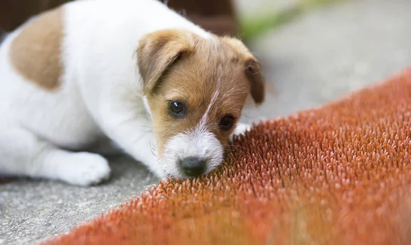 いたずらなペット犬の子犬 — ストック写真