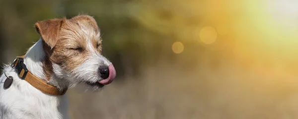 Funny pet dog licking his mouth, web banner with copy space