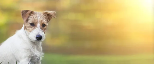 Glad rolig sällskapsdjur hund hundvalp lyssnande, Sumer spindelväv baner — Stockfoto