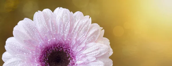 Красивый розовый гербера ромашка цветок летний флаг — стоковое фото